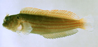 Cirripectes kuwamurai, :