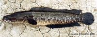 Channa argus argus, Snakehead: fisheries, aquaculture