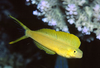 Plagiotremus laudandus laudandus, Bicolour fangblenny: