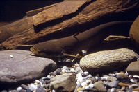 Silurus asotus, Amur catfish: fisheries, aquaculture