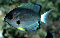 Chromis leucura, Whitetail chromis: aquarium