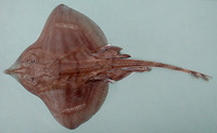 Leucoraja fullonica, Shagreen ray: fisheries