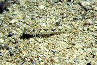 Pomatoschistus bathi, :