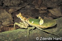 Creobroter gemmatus