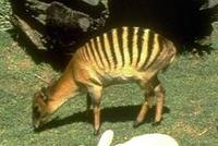 Image of: Cephalophus zebra (zebra duiker)