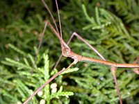 Ocnophiloidea regularis