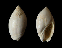 Ancilla glandiformis
