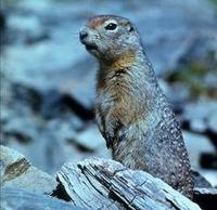 Image of: Spermophilus undulatus (long-tailed ground squirrel)