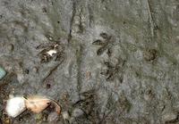 Image of: Tamias striatus (eastern chipmunk)