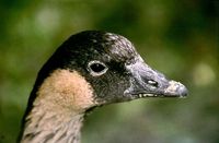 Branta sandvicensis - Nene Goose