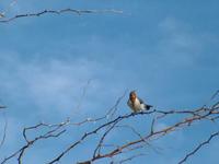 Paroaria coronata - Red-crested Cardinal