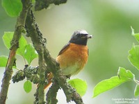 Phoenicurus phoenicurus - Redstart