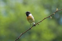 Saxicola rubicola - Common Stonechat