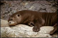 Pteronura brasiliensis - Giant Otter