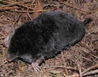 Talpa europaea - European Mole