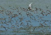 ...Image of: Calidris alpina (dunlin), Calidris mauri (western sandpiper), Sterna caspia (Caspian t