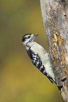 Image of: Picoides pubescens (downy woodpecker)