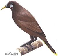 Image of: Psarocolius montezuma (Montezuma oropendola)