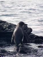 Image of: Spheniscus mendiculus (Galapagos penguin)