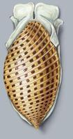 Image of: Pupa solidula