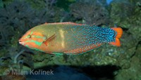 Coris gaimard - African Clown Wrasse