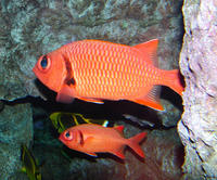 Image of: Myripristis murdjan (blacktipped soldierfish)