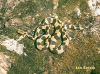 Tropidophis wrighti