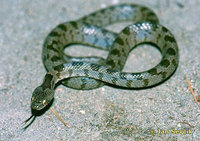 Telescopus fallax - European Cat Snake