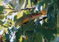 Lacerta viridis meridionalis