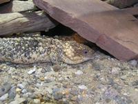 Tiliqua rugosa - Shingleback Lizard