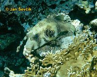 Arothron hispidus - Broadbarred Toadfish