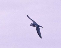 Antarctic Prion - Pachyptila desolata