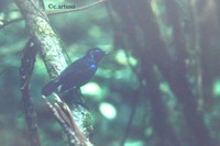 Shiny Whistling Thrush - Myophonus melanurus