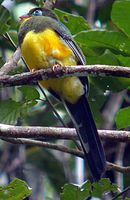 Sumatran Trogon - Harpactes mackloti