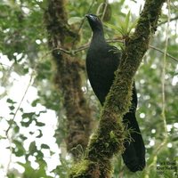 Black Guan - Chamaepetes unicolor