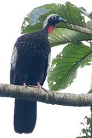 Black-fronted Piping-Guan - Pipile jacutinga