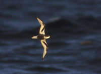 Mottled Petrel (Pterodroma inexpectata) photo