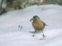 Brown-Capped Rosy-Finch (Leucosticte australis) photo