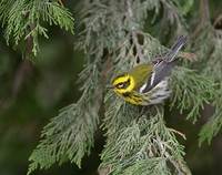 Townsend's Warbler (Dendroica townsendi) photo