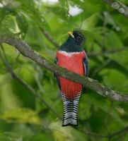 Collared Trogon (Trogon collaris) photo