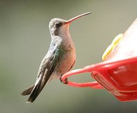 Broad-billed Hummingbird - Cynanthus latirostris