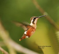 White-bellied Woodstar - Chaetocercus mulsant