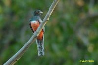 Blue-crowned Trogon - Trogon curucui