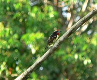 Black-spotted Barbet - Capito niger