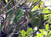 Chestnut-tipped Toucanet - Aulacorhynchus derbianus