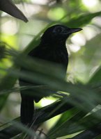 White-shouldered Antbird - Myrmeciza melanoceps