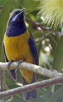 Orange-bellied Leafbird - Chloropsis hardwickii