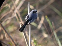 Masked Gnatcatcher - Polioptila dumicola