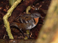 Southern Logrunner - Orthonyx temminckii