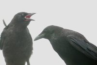 Carrion Crow - Corvus corone